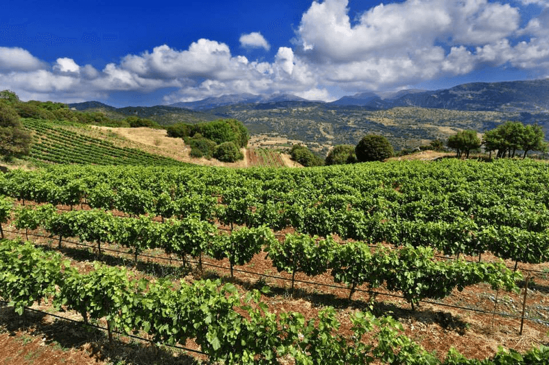 Ancient Legends and Wine Delights in Nemea