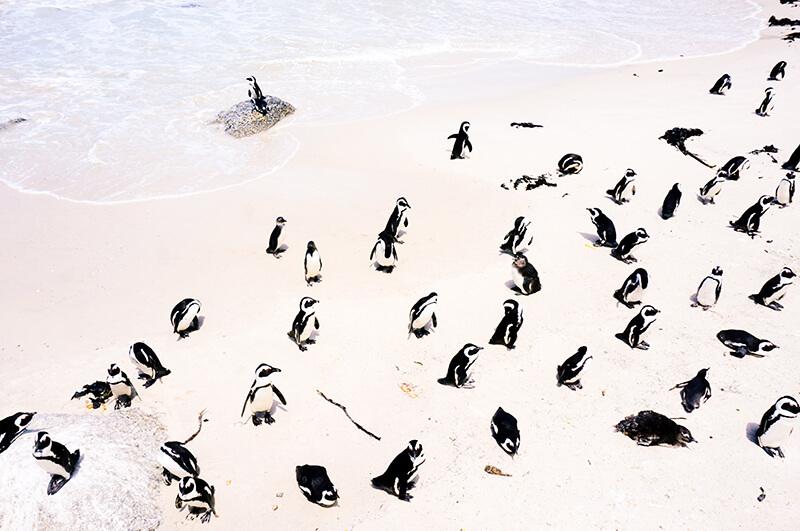 Landscapes and penguins