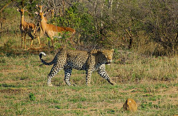 Tshukudu Private Game Reserve