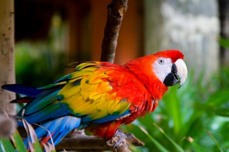 A tropical parrot with colorful feathers on a branch.