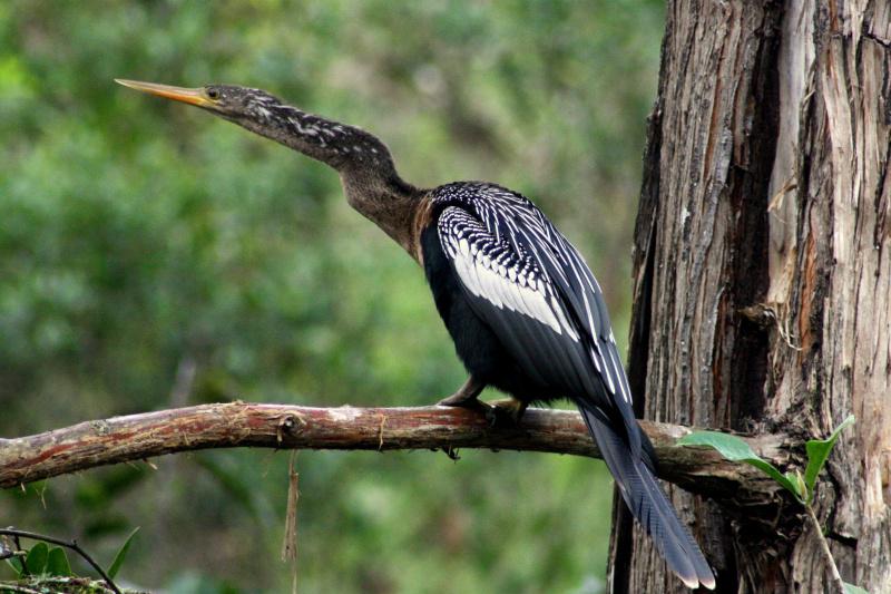 A heron-like black bird sits on a tree branch.