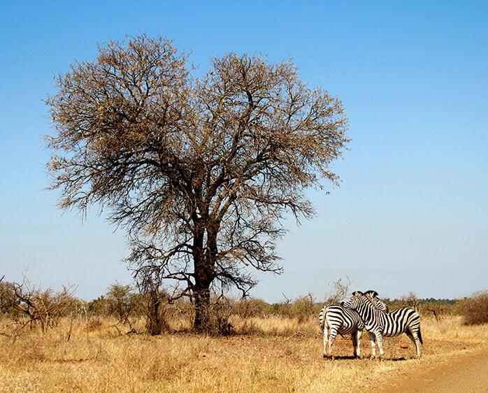 Day 9: Kruger National Park - Sept 11, 2023 thumbnail