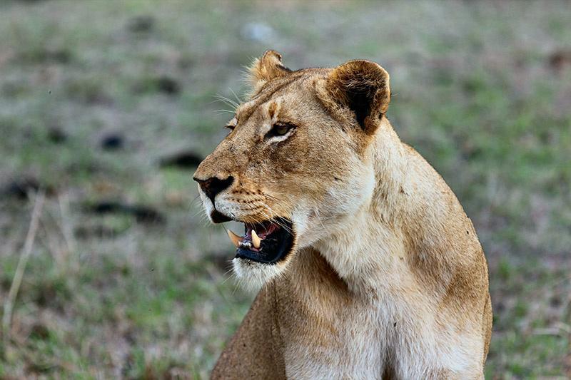 Days 3 - 5. Kruger National Park thumbnail