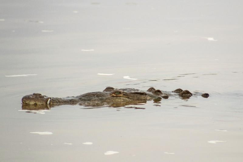 This tour includes stops to spot crocodiles in the river