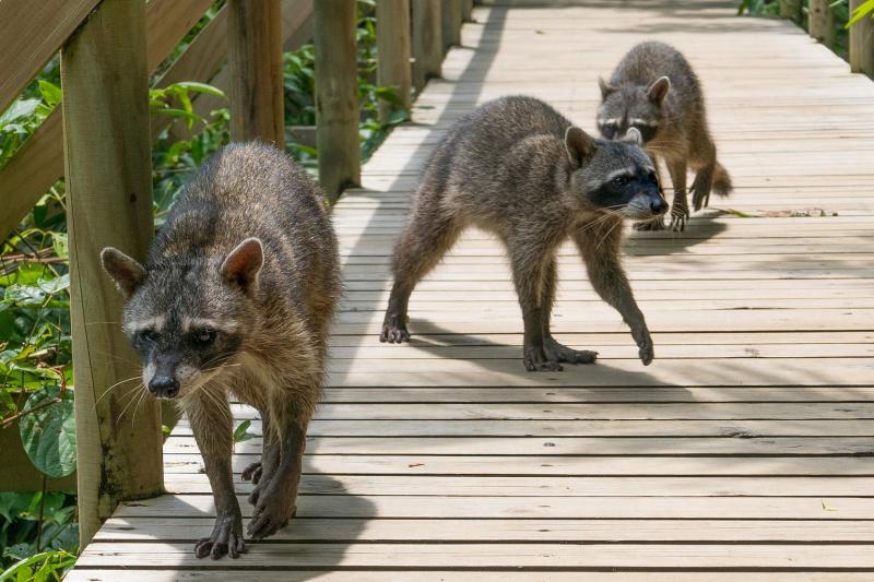 Group of raccoons seen on the nature pathways