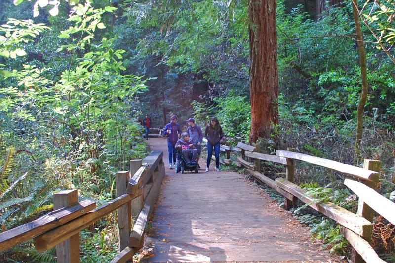 A group of people, including a person in a wheelchair, on a pathway in the woods. The path is smooth, has handrails and slopes gently upwards.