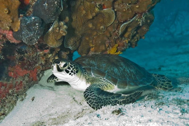 A close-up of a sea turtle at Biscayne National Park, swimming underwater next to a stretch of coral reef.