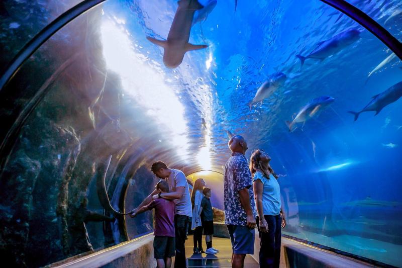A tunneled exhibit with transparent walls gives you a in-the-ocean experience.