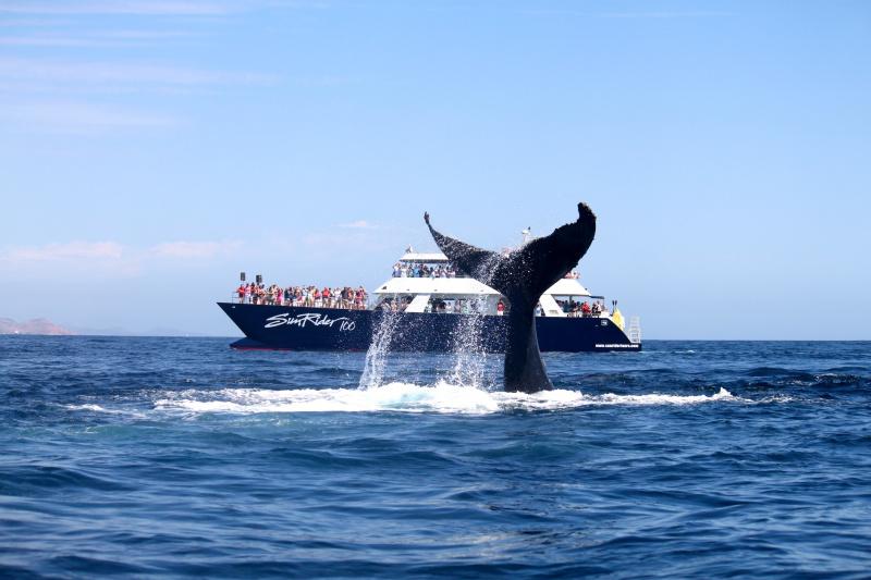 A catamaran boat with tourists taking photos of a whale tail.