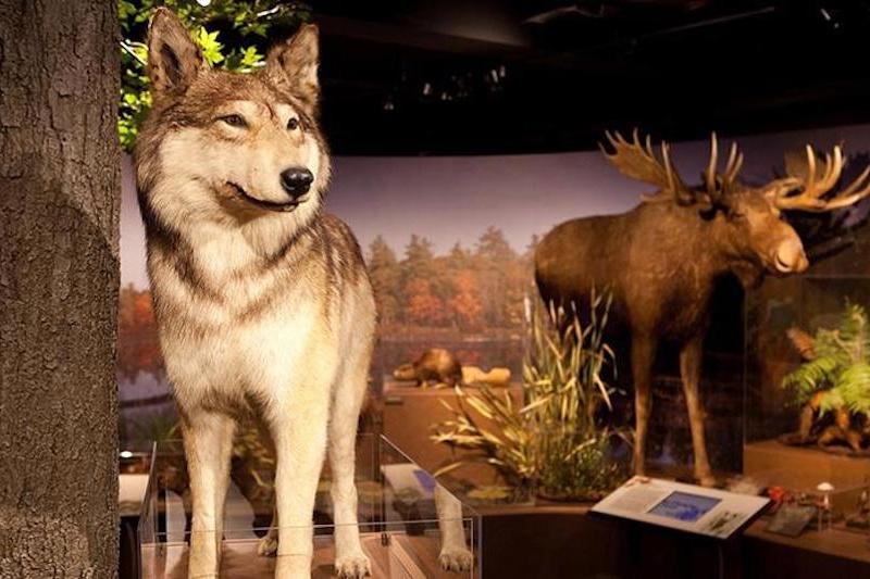 A taxidermy wolf and moose in display cases.